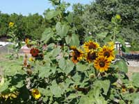 sunflower patch